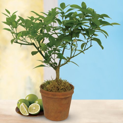 Prelit Art Christmas Trees - Harry & David Key Lime Patio Tree