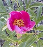 Amazon / Hirt's: Banatica Rose Peony 4 Seeds - Paeonia - Perennial