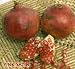 Pink Satin Pomegranate Tree Five Gallon