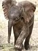 Baby Elephant's First Public Appearance, Zoo of Berlin, Berlin, Germany Art Photograp...