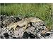 Photographic Print of Gould s GOANNA / Gould s Sand Monitor Lizard / Sand Goanna / Gould s Monitor..