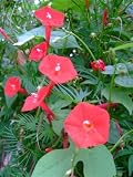 Cardinal Climber - Ipomoea Multifida - 20 Seeds + *Free Seeds*