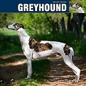 GREYHOUND