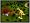 Spore (Mac/PC DVD)
