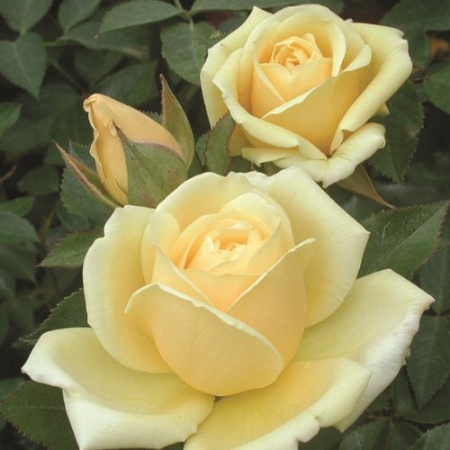Light of Day Rose Organic Grown Floribunda Tea Rose Yellow 4 Inch Container | Potted Rose Bush