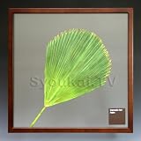 F-style ¥ê¡¼¥Õ¥Ñ¥Í¥ë¡¦Vanuatu fan palm¡¡¥Ð¥Ì¥¢¥Ä¡¡¥Õ¥¡¥ó...