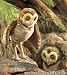 Burrowing Owl Puppet