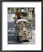 Man Transporting His Pig on a Tricycle, Langkawi Island, Malaysia, Southeast Asia Collections Framed Art Poster Print by Claire Leimbach, 18x22