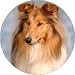 ROUGH COLLIE DOG Fridge Magenet