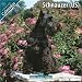 schnauzer10  - Schnauzer US 2010 Wall Calendar 12 X 12