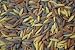 Southwest Blend Orzo--12 oz package