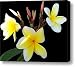 Plumeria in May Canvas Print / Canvas Art - Artist Evelyn Patrick