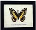 FRAMED REAL BEAUTIFUL LIME BUTTERFLY DISPLAY INSECT TAXIDERMY 5