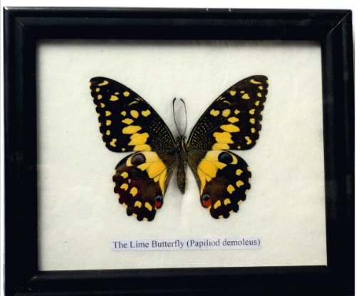 FRAMED REAL BEAUTIFUL LIME BUTTERFLY DISPLAY INSECT TAXIDERMY 5