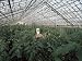 Spraying Tomato Plants in a Hothouse of Pursey Sovchose, a State Farm, Bratsk, Siberi...