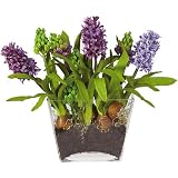 New Nearly Natural Hyacinth w / Glass Planter Perfect Brilliant Color Realistic Look Feel Charming - B001DQH4RW