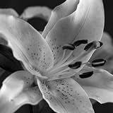 Speckled Lily by Gaetano poster print,10 in. x 10 in.