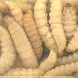 Preserved Wax Worms