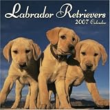 Labrador Retrievers 2007 Wall Calendar