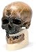 3B Scientific Cro Magnon, Life Size