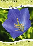 Bellflower (Perennial)