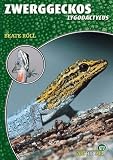 Zwerggeckos: Lygodactylus