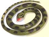 Large Anaconda