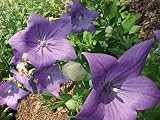 Amazon / Hirts: Perennials; Sun: Sentimental Blue Balloon Flower - Platycodon - 8 Plants