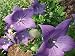 Sentimental Blue Balloon Flower -Platycodon - 25 Plants