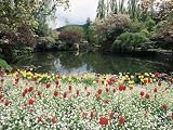 Tulips in the Butchart Gardens, Vancouver Island, Canada, British Columbia, North America Art Photographic Poster Print by Alison Wright, 24x18