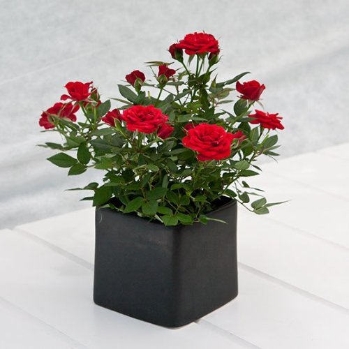 Miniature Live Red Rose Plant miniature live red roses