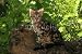 Wallmonkeys Peel and Stick Wall Decals - Bengal Bien Assis Dans Un Arbre - 24"W x 16"H Removable Graphic