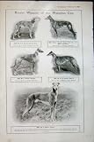 1907 WATERLOO CUP GREYHOUND RACING DOGS FAWCETT PAWSON