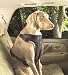 Solvit Extra-Large Pet Vehicle Safety Harness