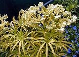 Amazon / Hirt's: Gold Bouillon Christmas Rose 5 Seeds - Helleborus