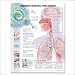 Understanding Influenza Anatomical Chart Paper Unmounted