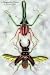 Art Poster, Beetles: Chiasognathus Chiloensis and Lucanus Cervus #1 - 18.75 x 27.5