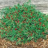 Pepper Seeds - Pepper Thai Hot