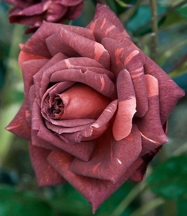 Chocolate Mousse Rose Seeds Bush Flower Seeds - Treasuresbylee Exclusive