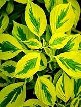 Golden Shadows Bush Dogwood