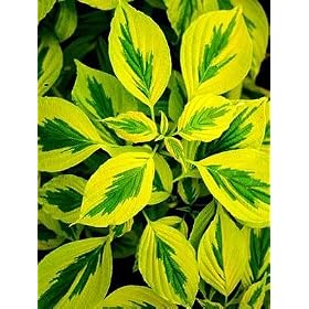 Golden Shadows Bush Dogwood