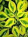 Golden Shadows Bush Dogwood - Cornus - Outdoor/NEW