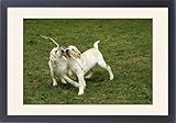 Framed Prints of Dogs - Yellow Labrador - Puppies playing with stick together from Ardea Wildlife Pets
