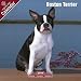 boston terrier - Boston Terrier 2009 Wall Calendar 12
