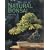 The Art of Natural Bonsai: Replicating Nature's Beauty