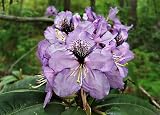 Blue Peter Rhododendron - Very Hardy - Spectacular - Sun or Shade by Hirts: Trees & Shrubs Best Prices