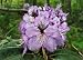 Blue Peter Rhododendron - Very Hardy - Spectacular - Sun or Shade