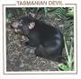 Tasmanian Devil (Australian Animal Discovery Library)