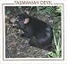Tasmanian Devil (Australian Animal Discovery Library)