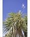 Photographic Prints of MAB-766 Cabbage trees in flower by Lake Hawea from Ardea Wildlife Pets